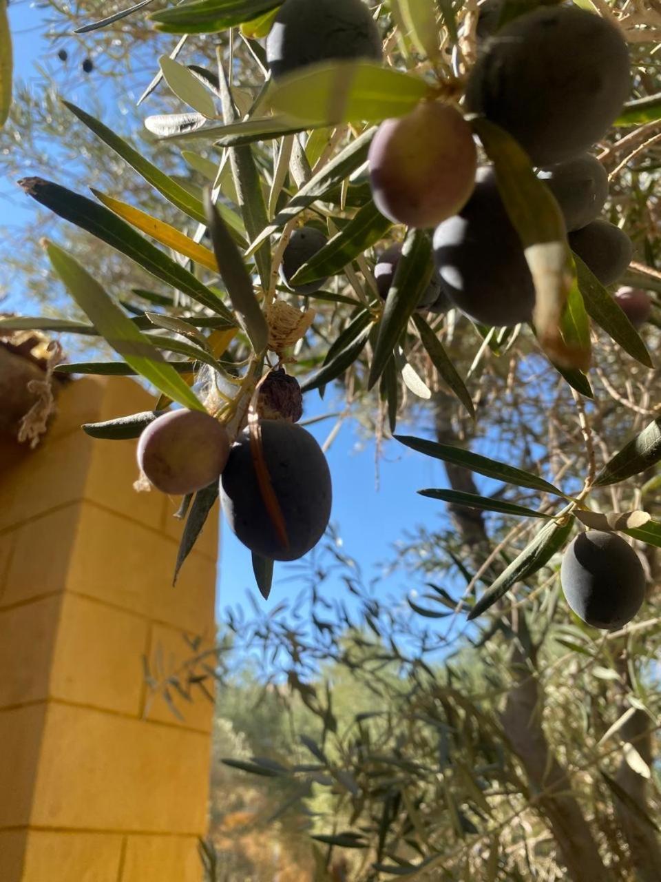Fada Morgana Siwa Oasis Exterior foto